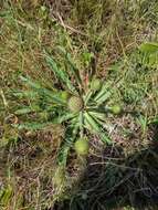 Image of Eryngium sanguisorba Cham. & Schltdl.