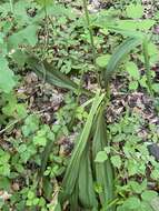 Sivun Veratrum hybridum (Walter) J. H. Zimmerman ex Zomlefer kuva