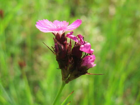 صورة Dianthus carthusianorum L.