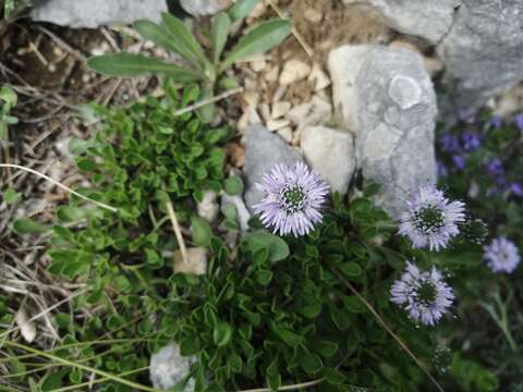 Image of Globularia meridionalis (Podp.) O. Schwarz