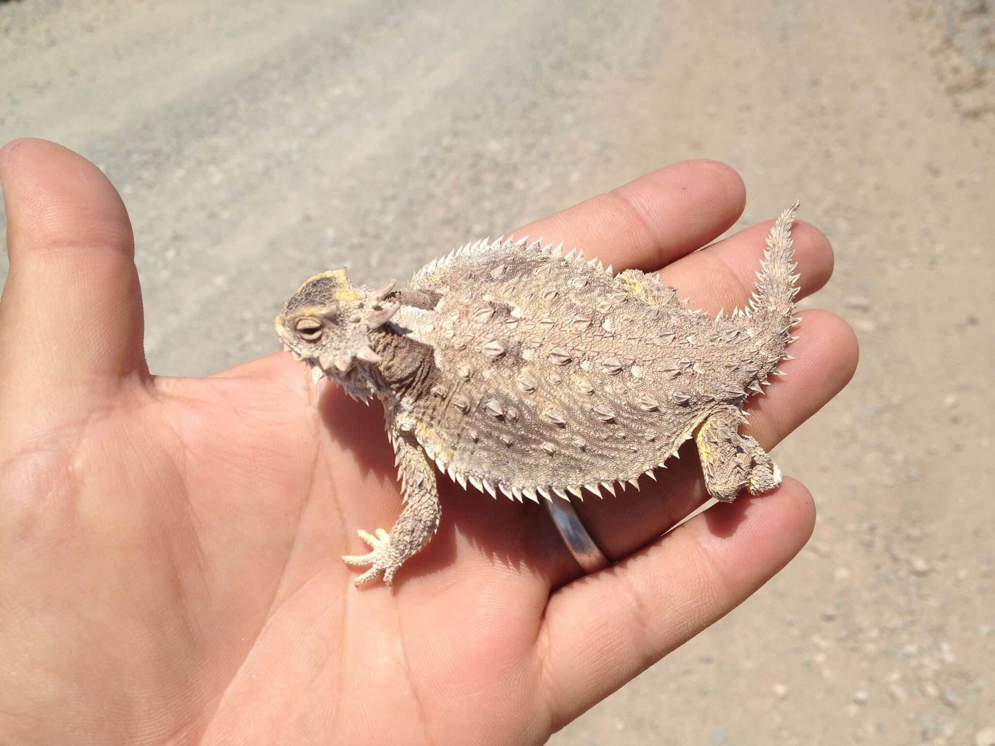 Image of Cedros Island Horned Lizard