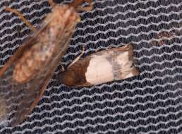 Image of Goldenrod Gall Moth