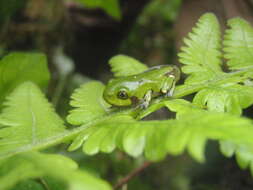 Leptopelis flavomaculatus (Günther 1864) resmi