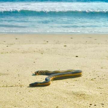 Image of Yellow-bellied sea snake