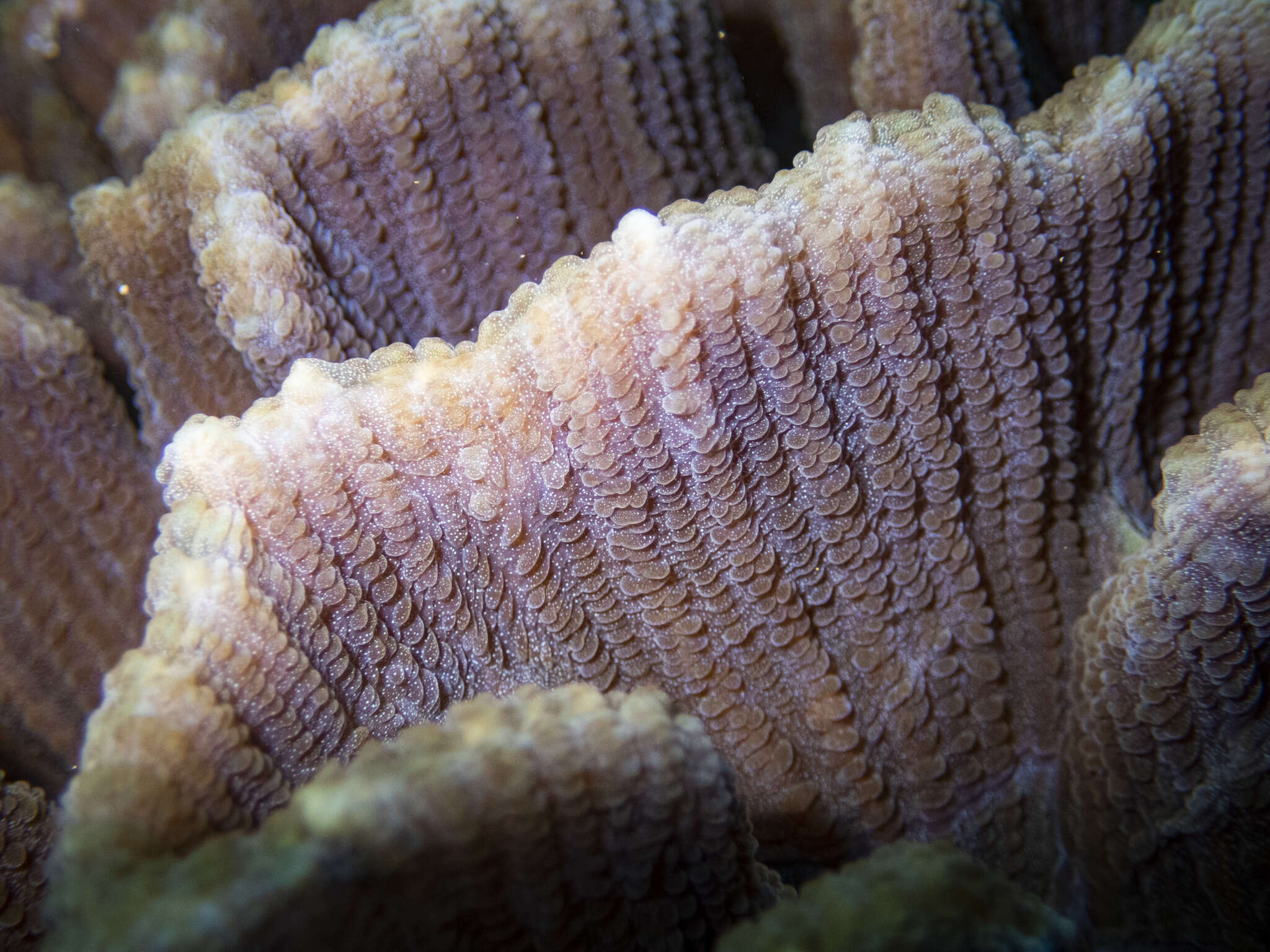 Image of Common lettuce coral