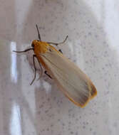 Image of buff footman