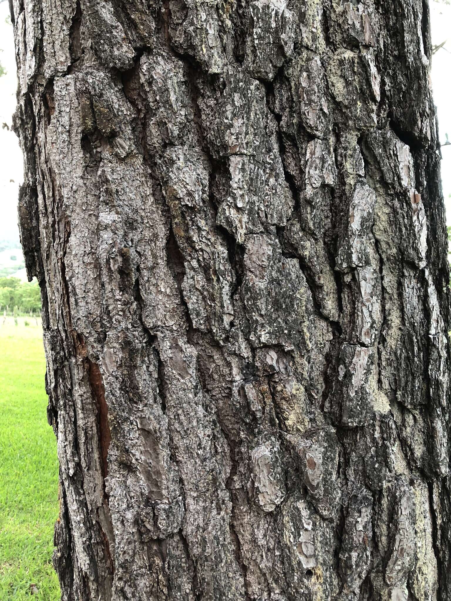 Image of Hispaniolan Pine