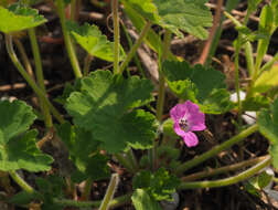 Image of Round-leaved Crane's-bill