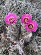 Image of Chisos Mountain hedgehog cactus