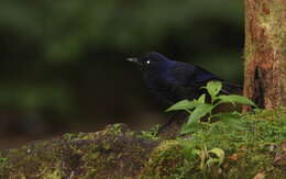 Слика од Myophonus glaucinus (Temminck 1823)