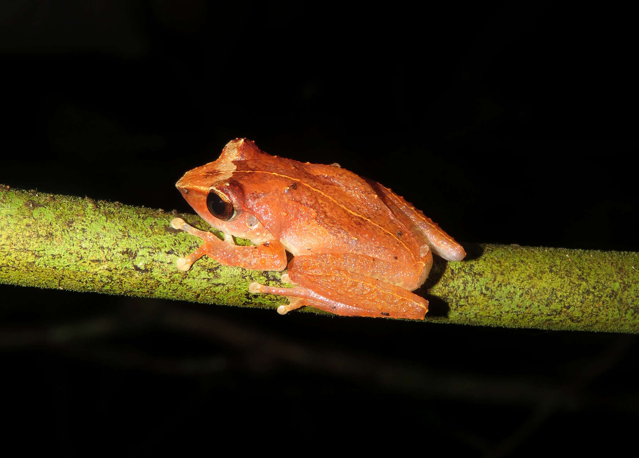 Imagem de Pseudophilautus folicola (Manamendra-Arachchi & Pethiyagoda 2005)