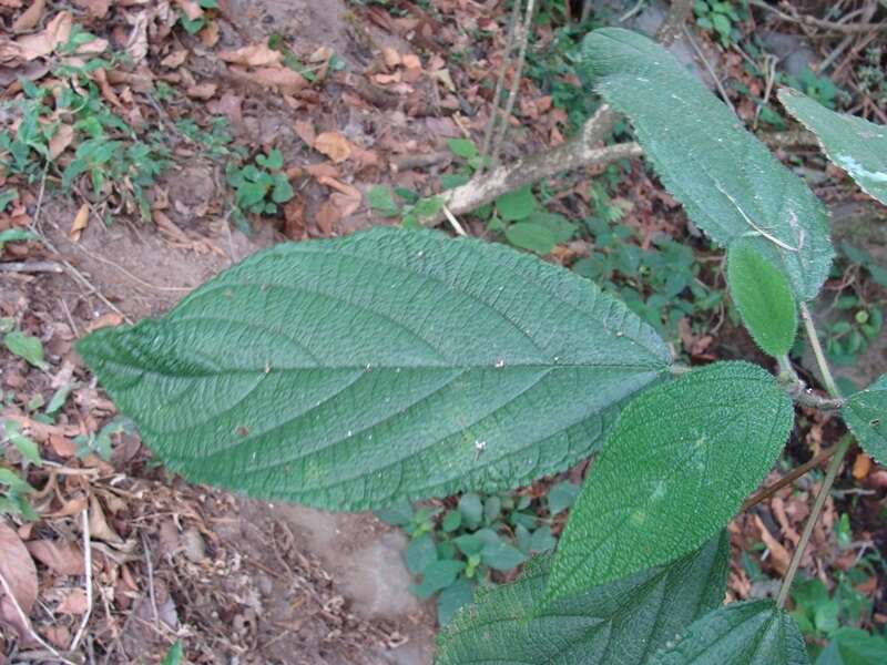 Image de Urera elata (Sw.) Griseb.