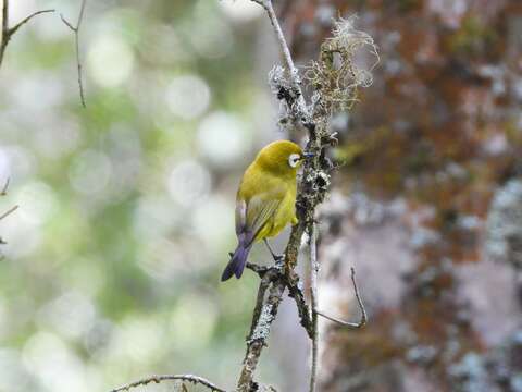 Image of Broad-ringed White-eye