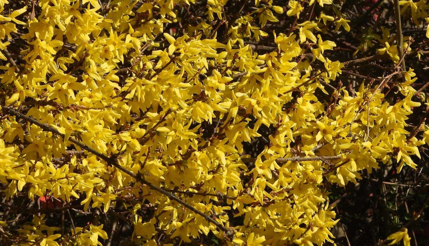 Image de Forsythia intermedia Zabel