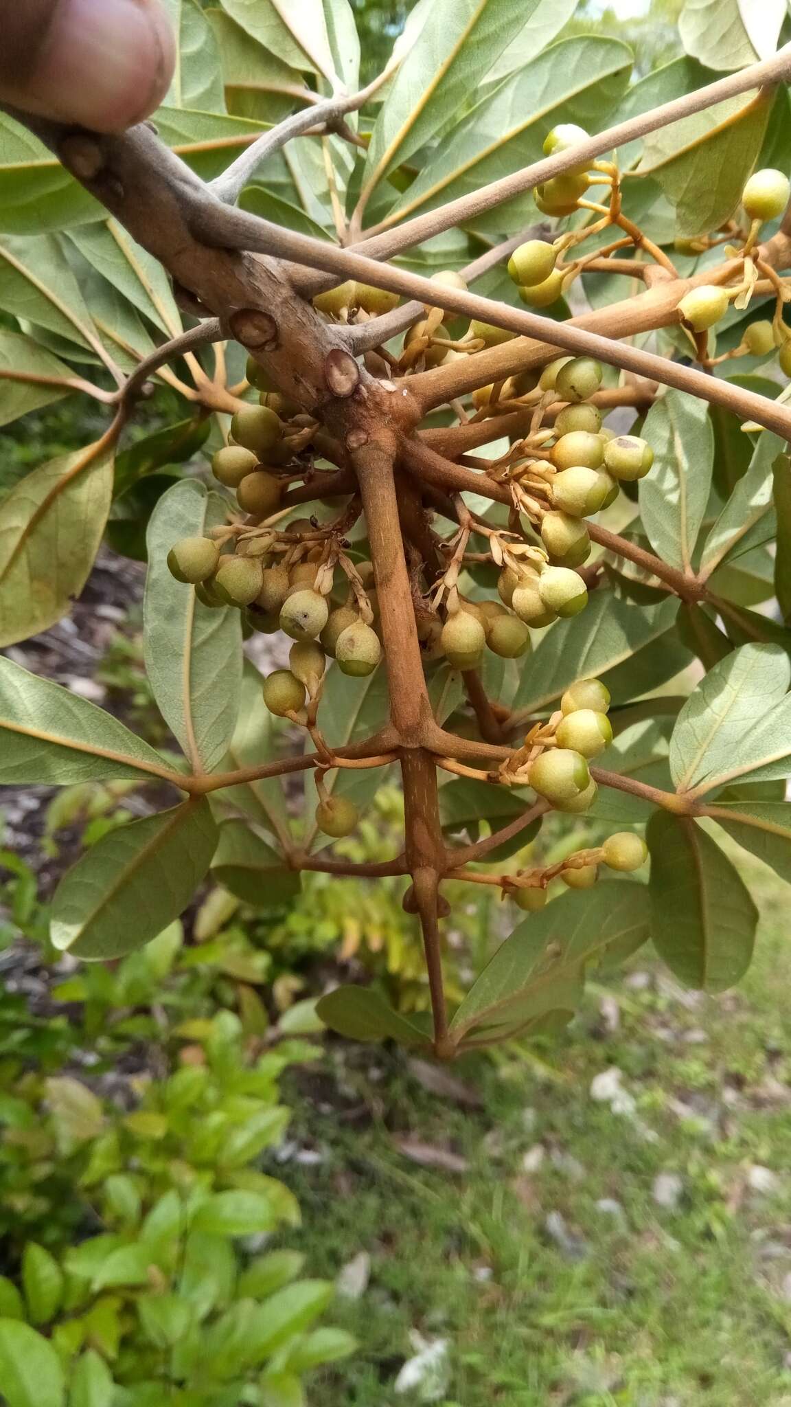 Vitex chrysomallum Steud. resmi