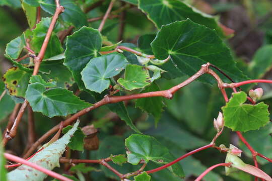 Image of Begonia plumieri Kunth ex A. DC.