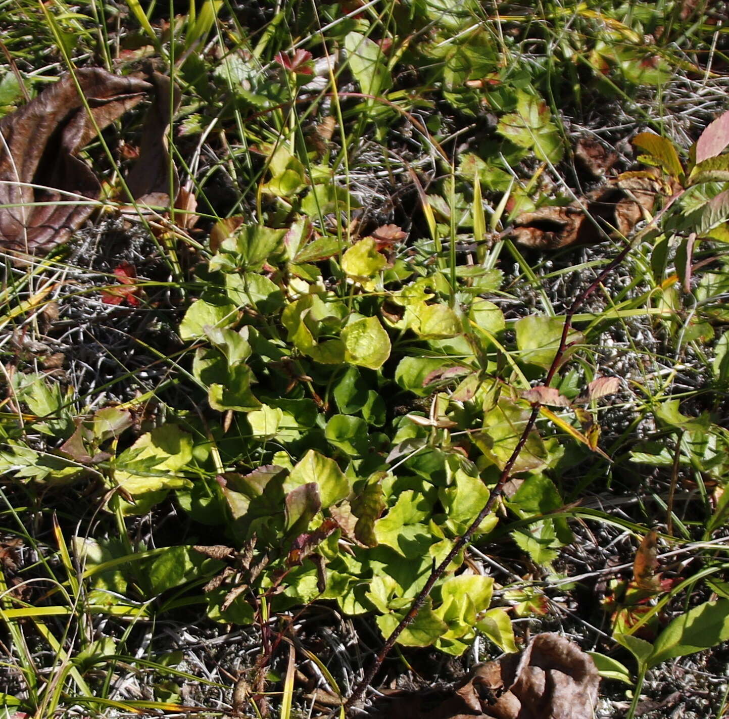 Image of Viola sacchalinensis H. Boiss.