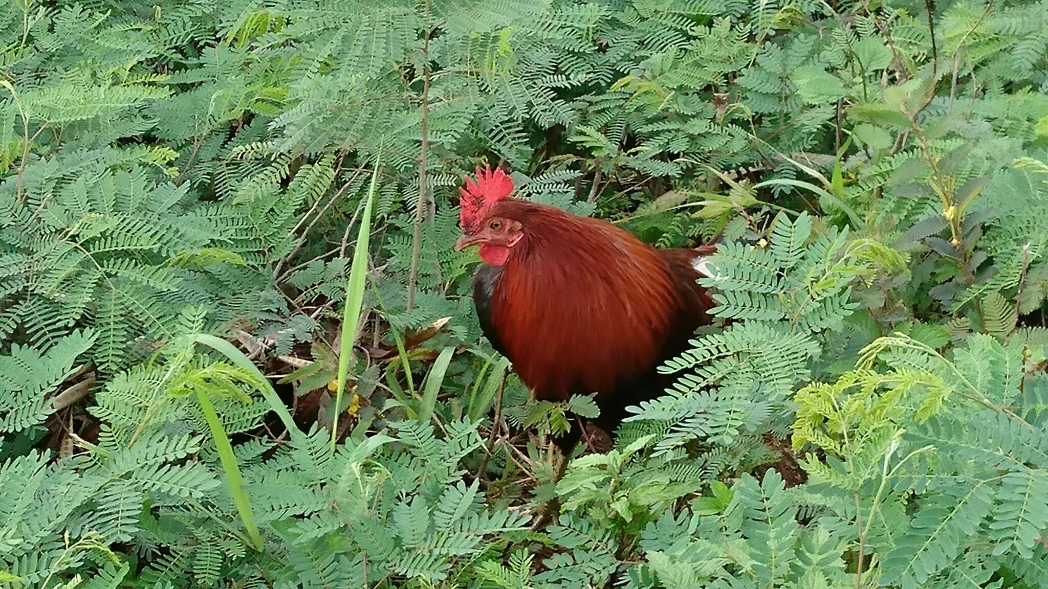 Image of Red Junglefowl