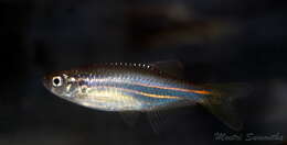 Image of Blue danio