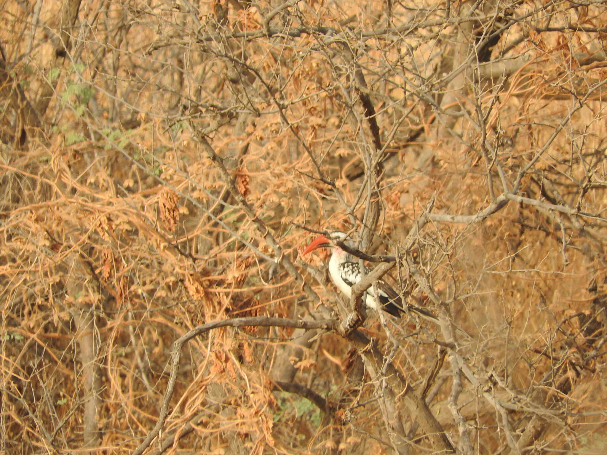 Image of Western Red-billed Hornbill