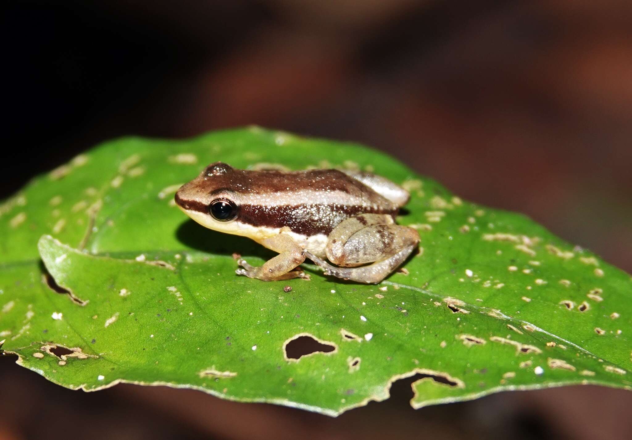 Image of Allobates insperatus (Morales 2002)