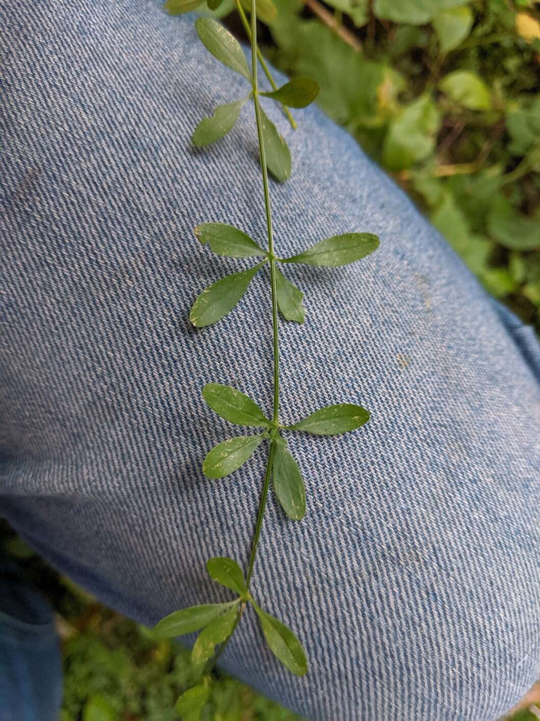 Galium tinctorium L. resmi