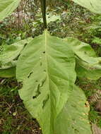 Image of Macrocarpaea macrophylla (Kunth) Gilg