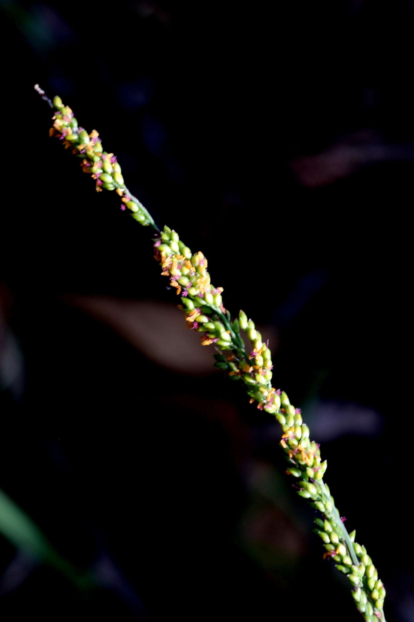 Image de Setaria lindenbergiana (Nees) Stapf