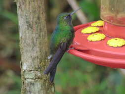 Image of Tourmaline Sunangel