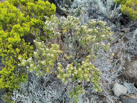 Image of Phylica nitida Lam.