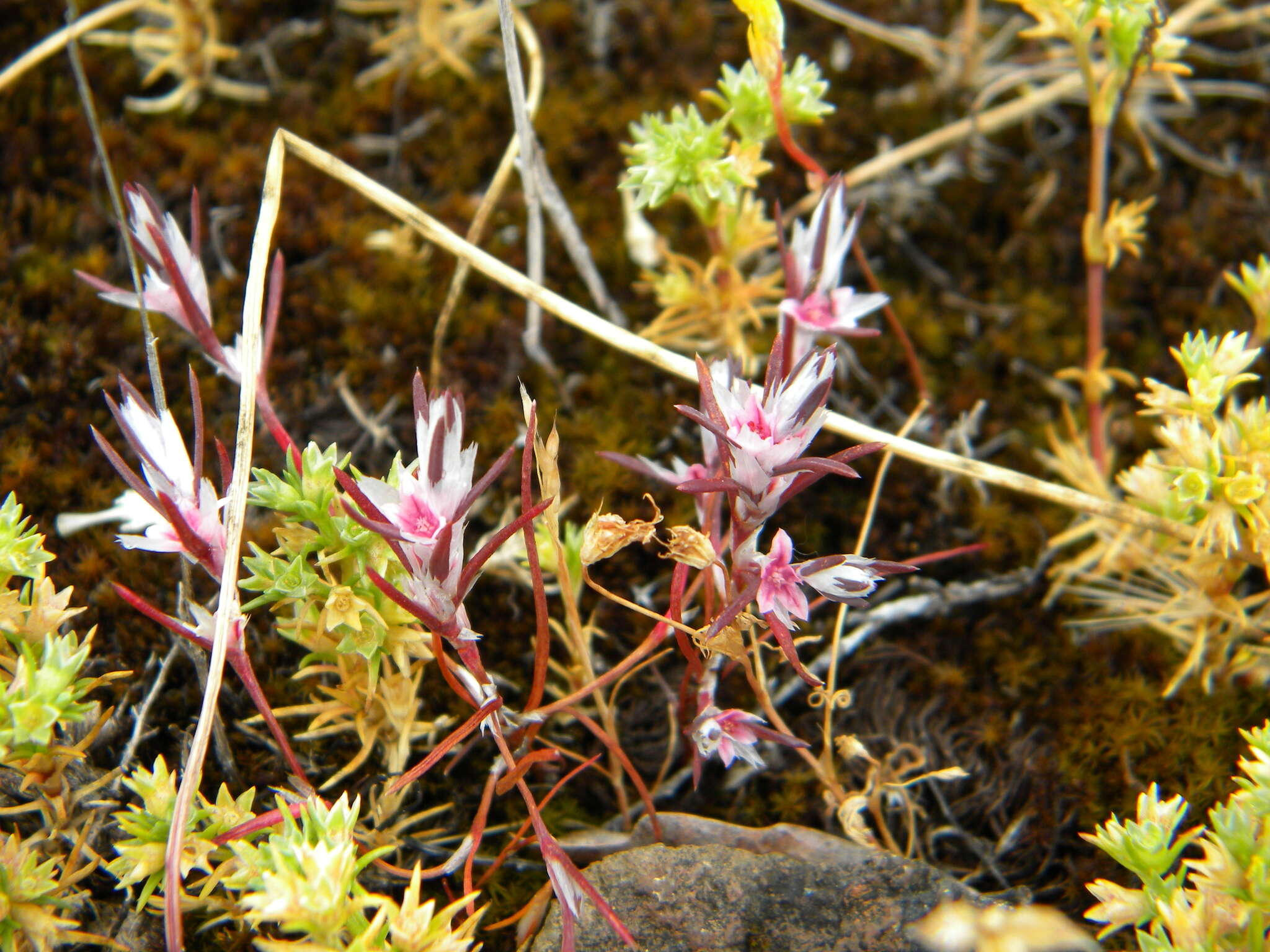 Image of Bidwell's knotweed