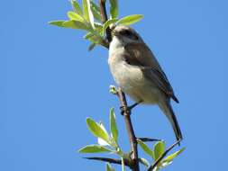 Image of White-Crowned Penduline Tit