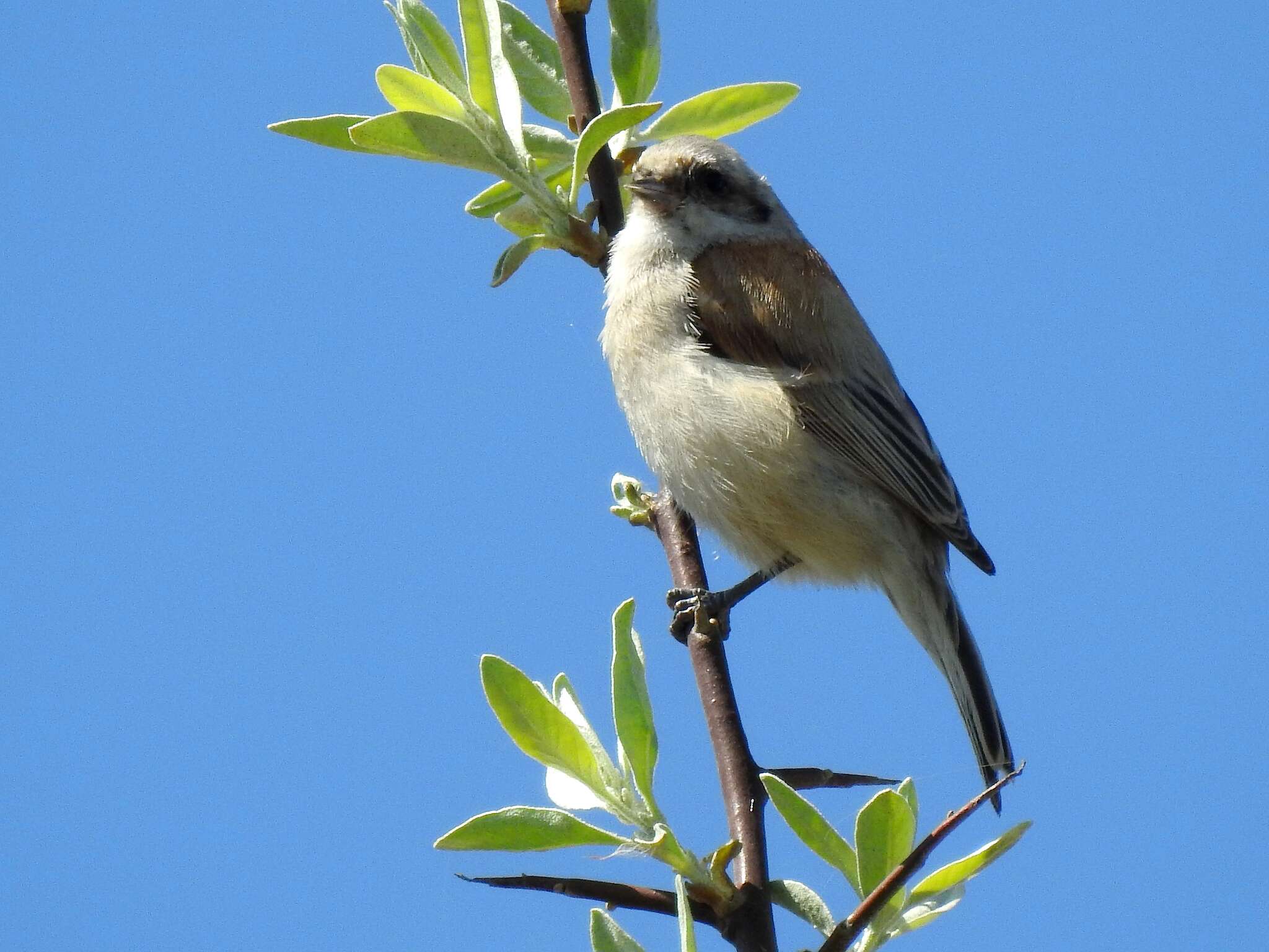 Image of White-Crowned Penduline Tit