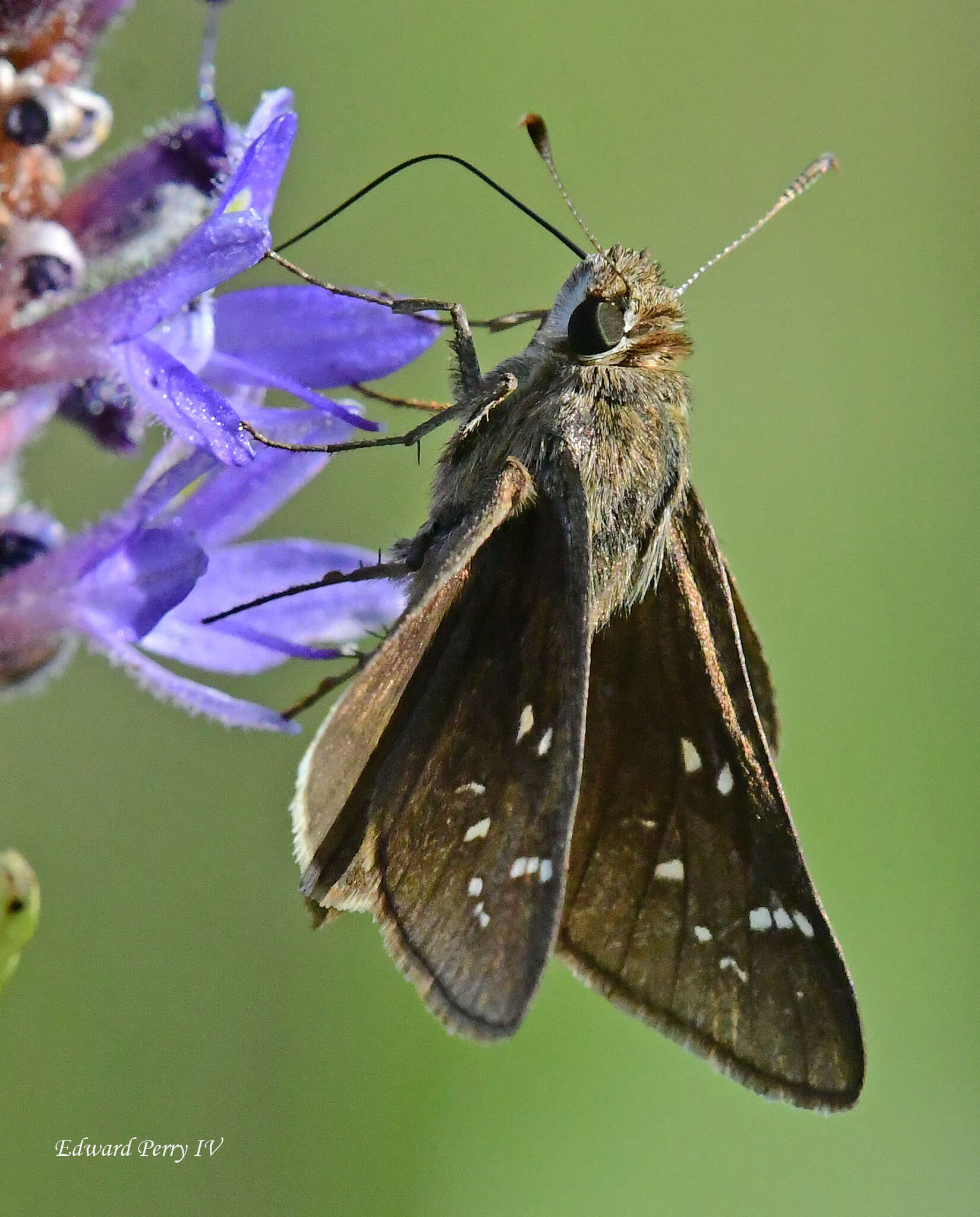 Atrytonopsis loammi Whitney 1876 resmi