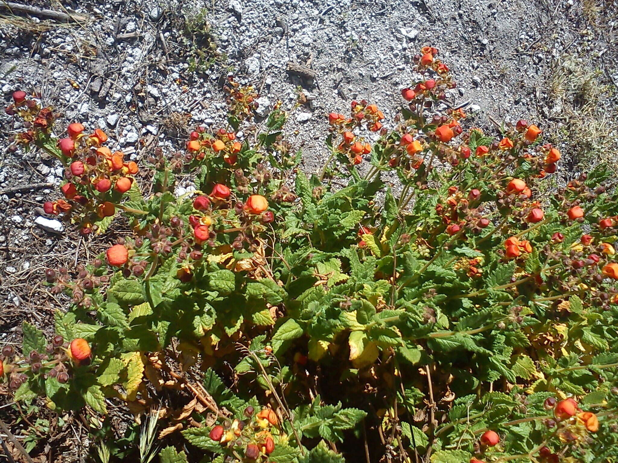 Image of Calceolaria pisacomensis Meyen ex Walp.