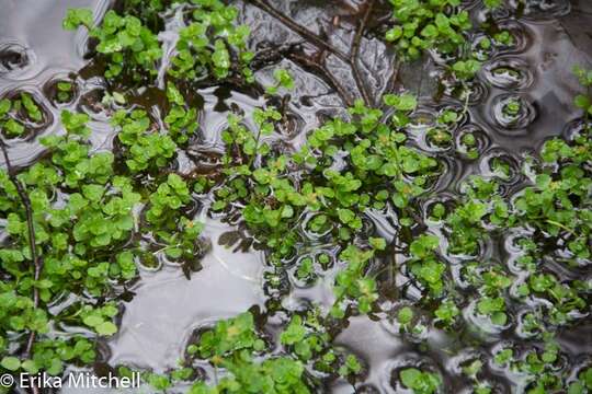 Image of American golden saxifrage