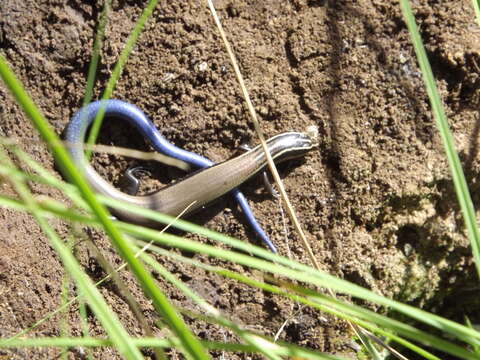 Image of Oak Forest Skink