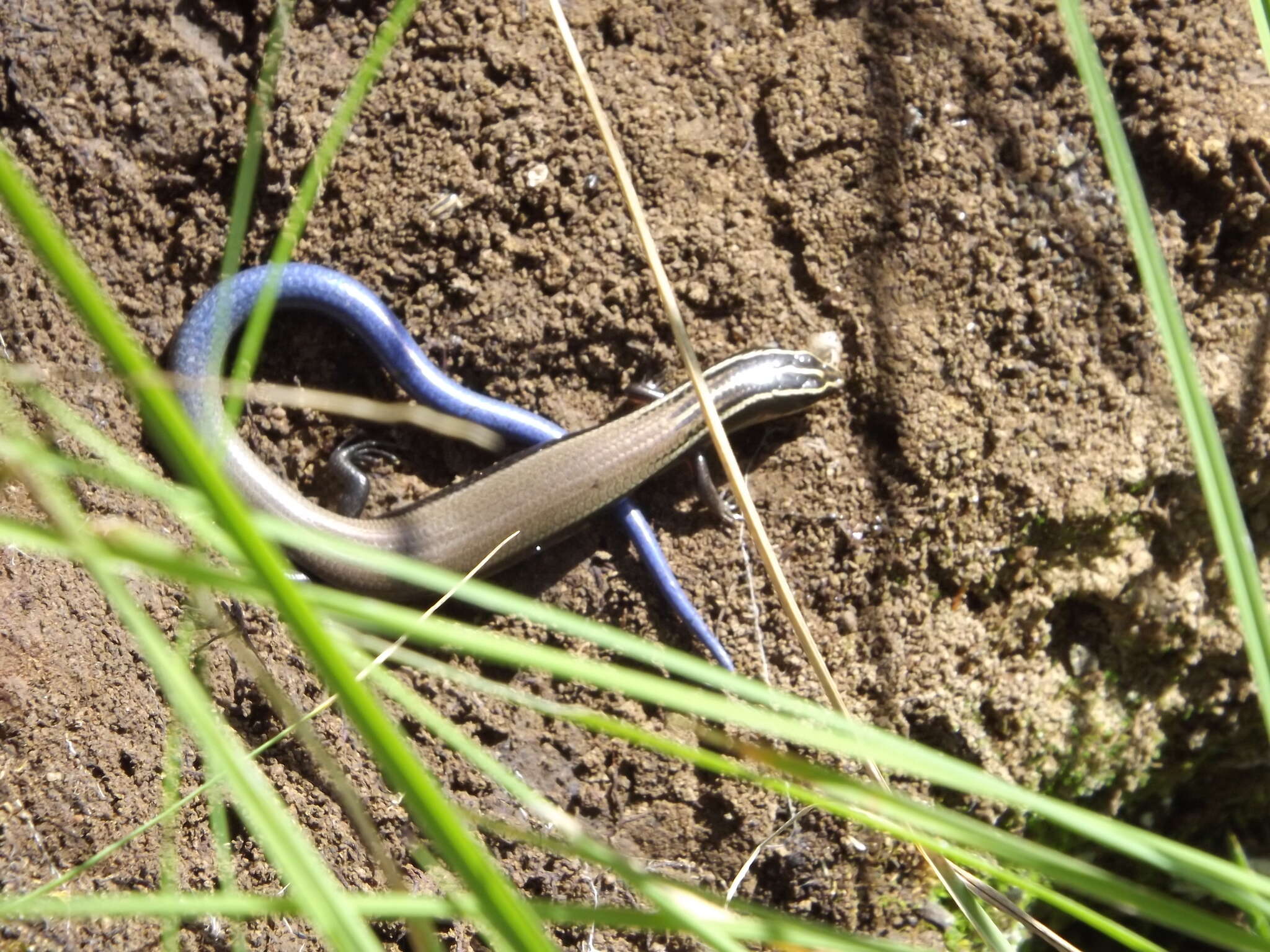 Image of Oak Forest Skink