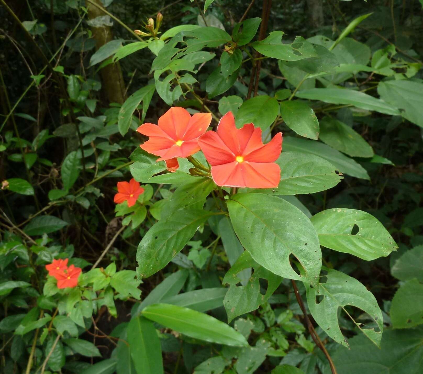 Mussaenda elegans Schumach. & Thonn. resmi