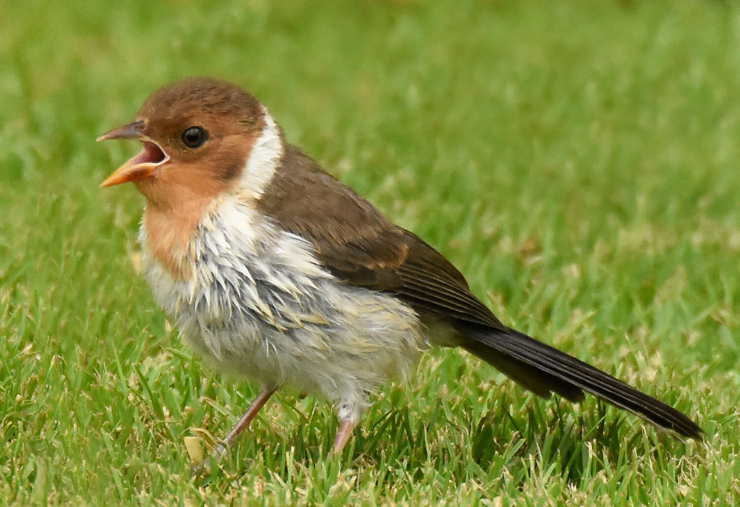 Image of Yellow-billed Cardinal