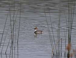 Podiceps occipitalis occipitalis Garnot 1826 resmi