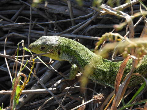 Image de Lacerta diplochondrodes