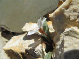 Claytonia panamintensis Stoughton resmi