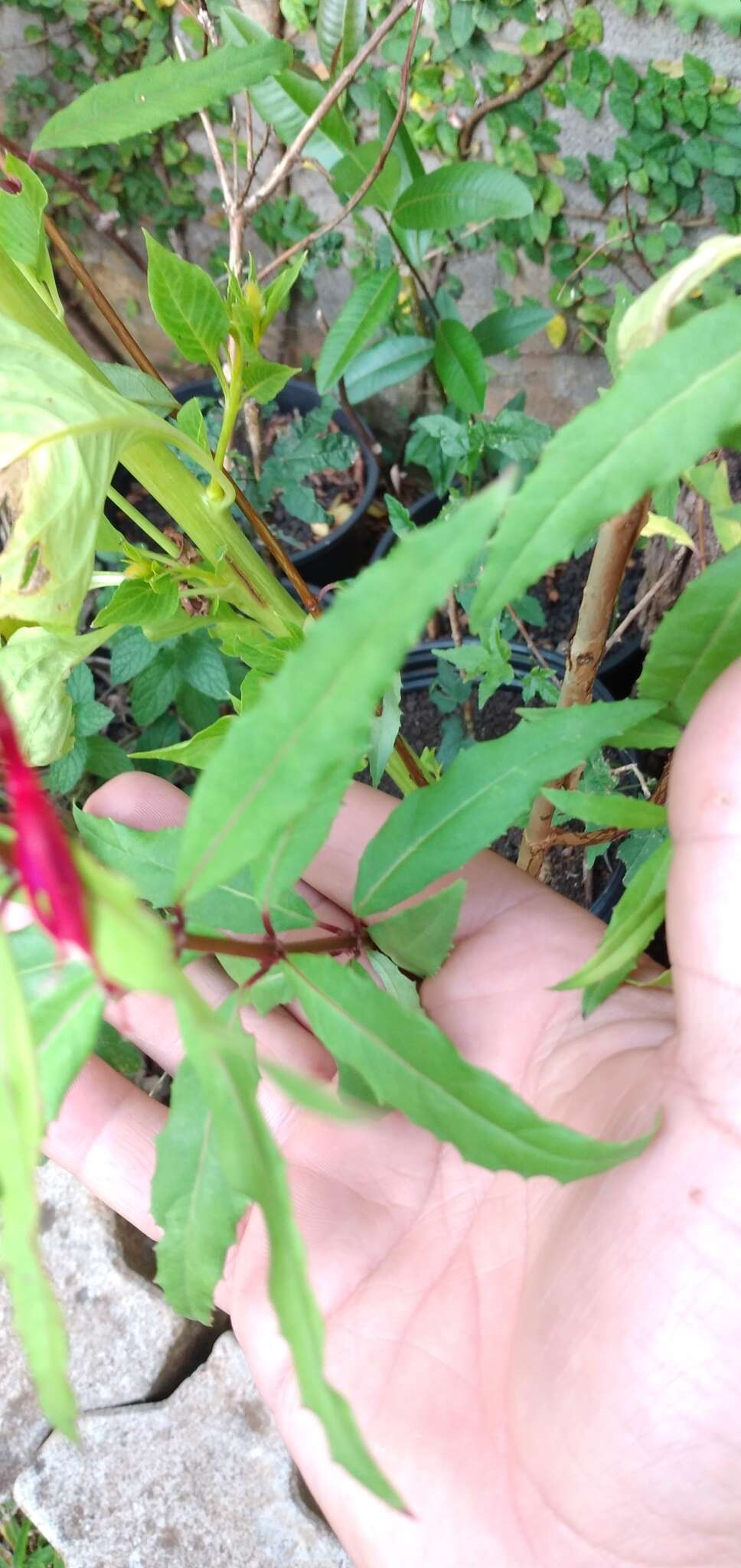 Image of Fuchsia regia subsp. reitzii P. E. Berry