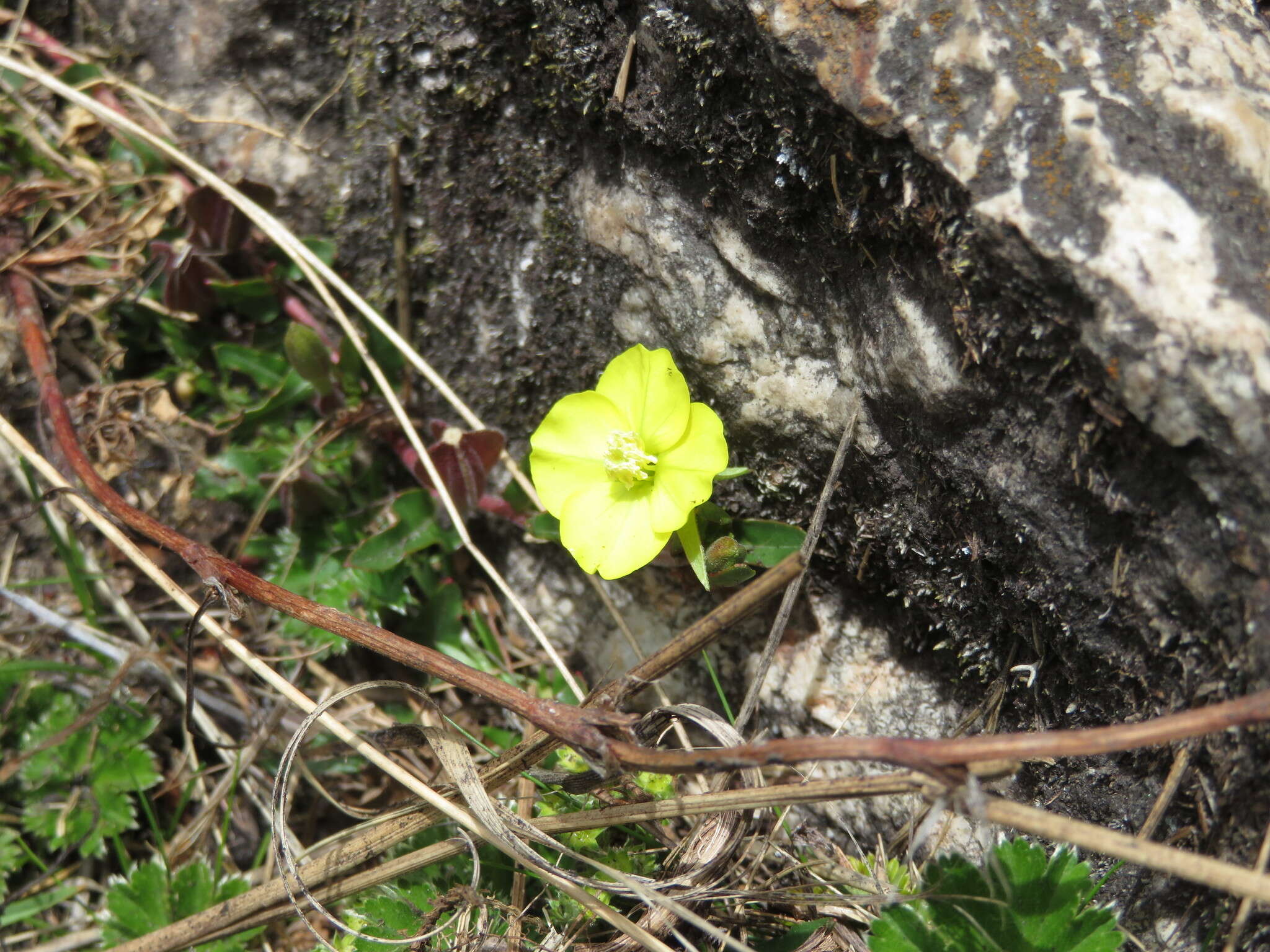 Sivun Oenothera multicaulis Ruiz & Pav. kuva