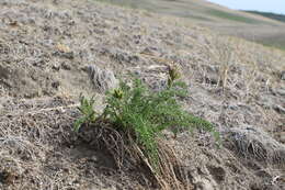 Plancia ëd Oxytropis glandulosa Turcz.