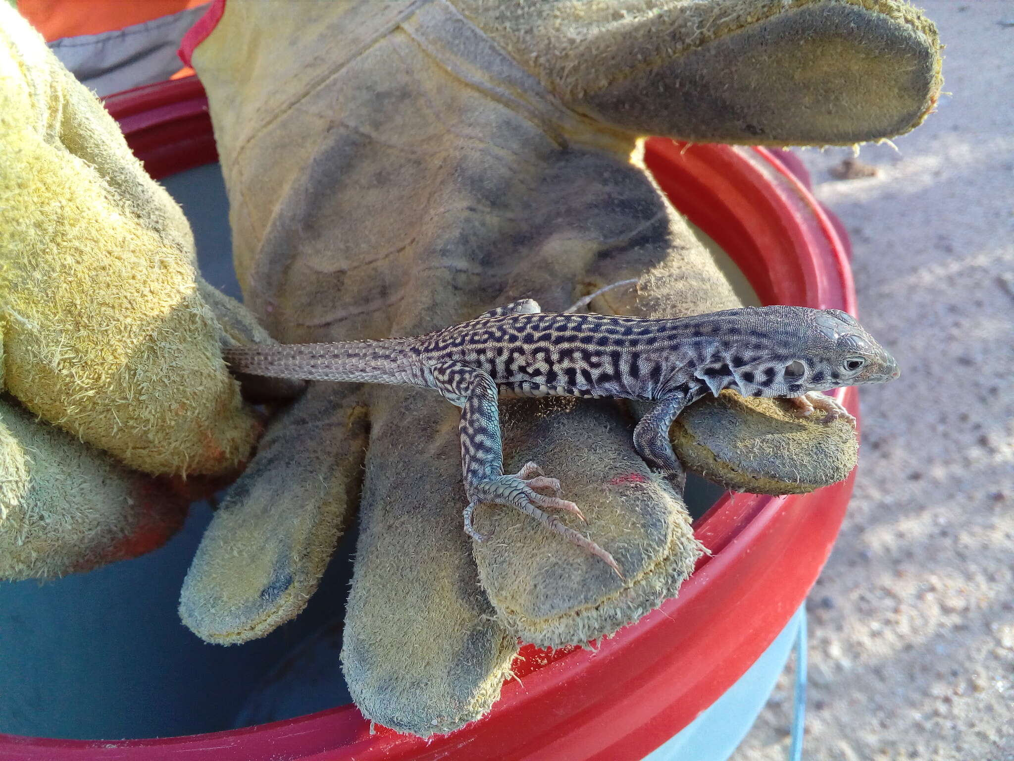 Image of Aspidoscelis marmoratus (Baird & Girard 1852)