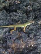 Image of Saint Vincent's Bush Anole