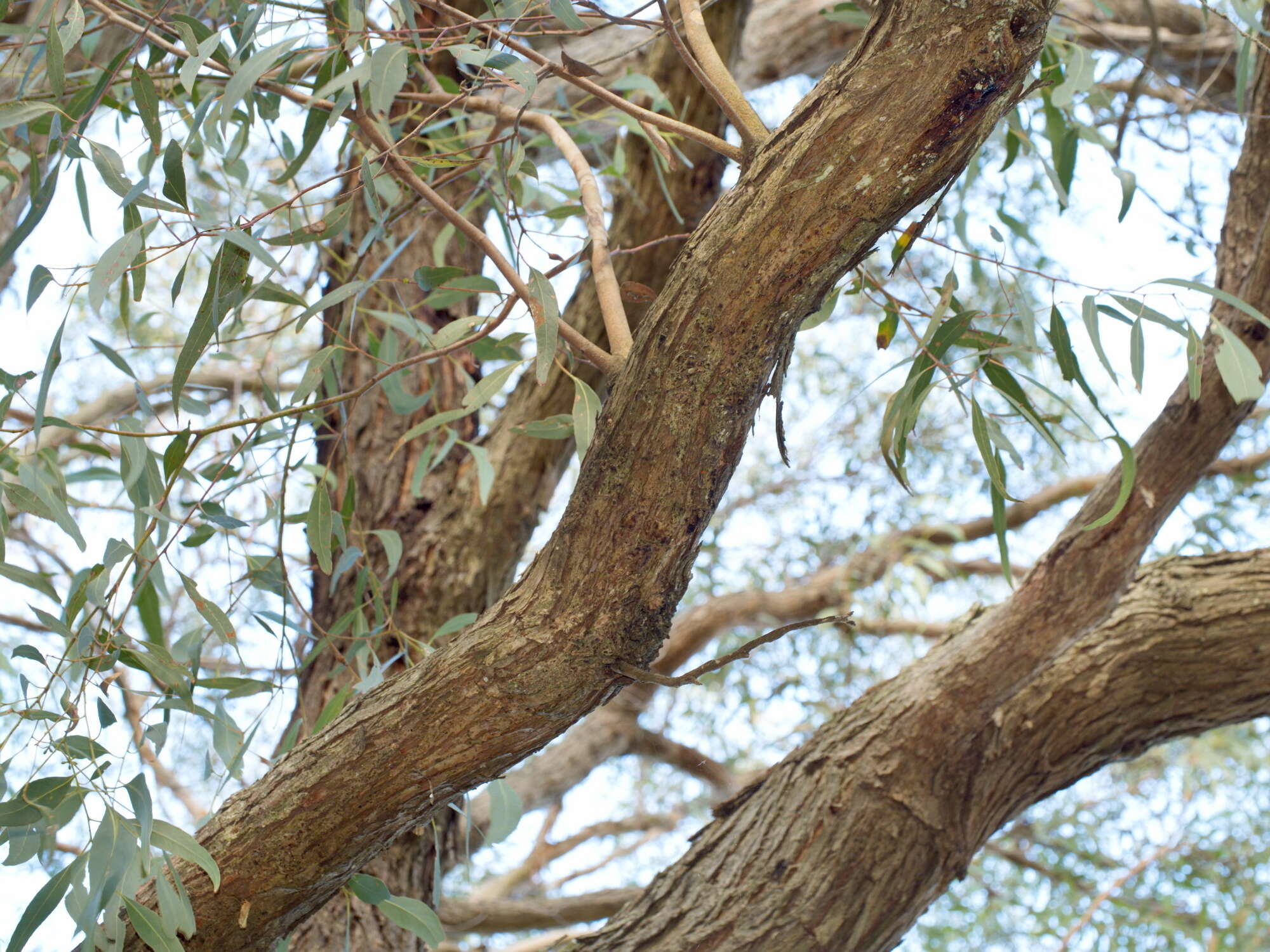 Image of Eucalyptus aromaphloia Pryor & J. H. Willis