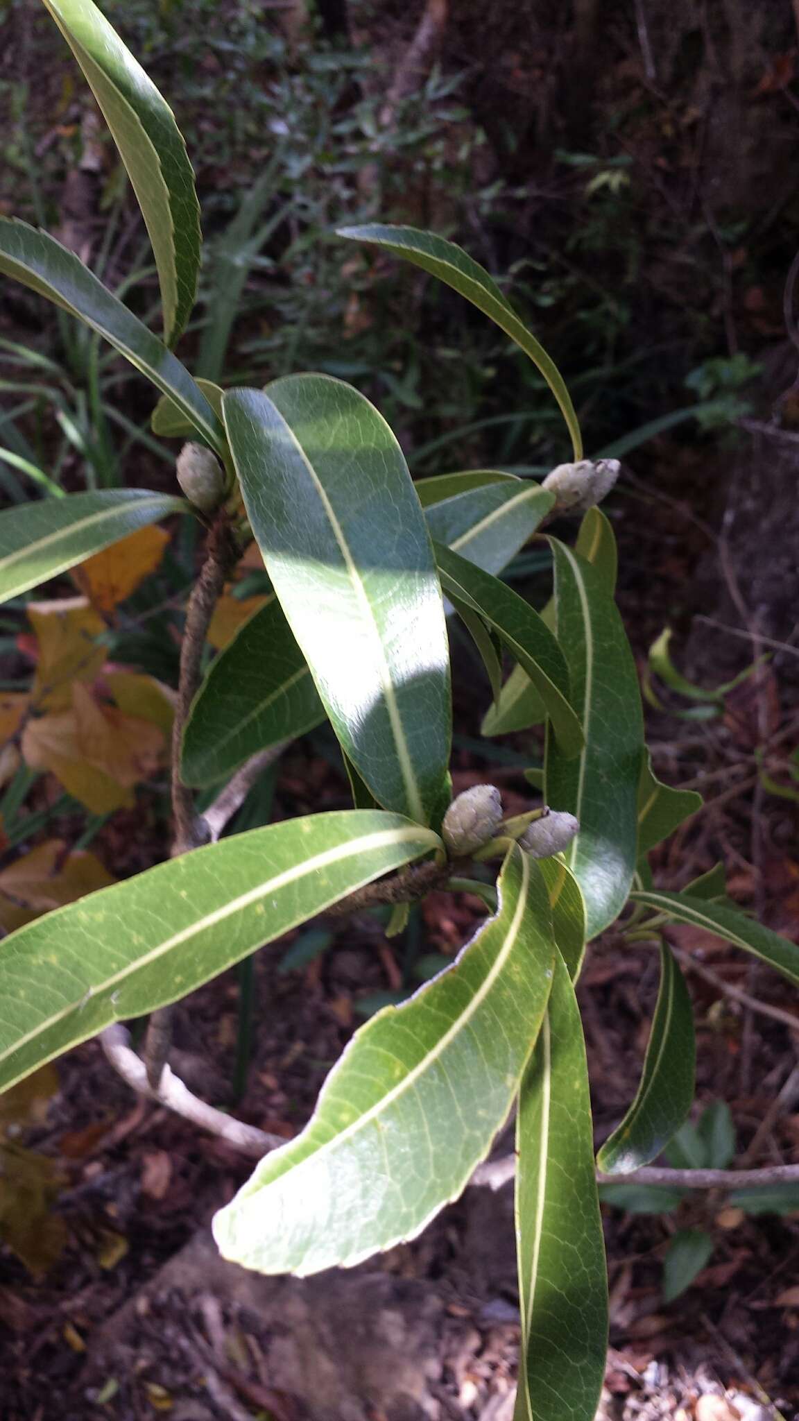 Image of Droceloncia rigidifolia (Baill.) J. Léonard